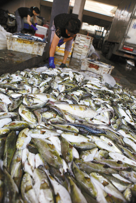溫嶺松門(mén)水產(chǎn)市場(chǎng)驚現(xiàn)野生河豚交易，食品安全警鐘再響
