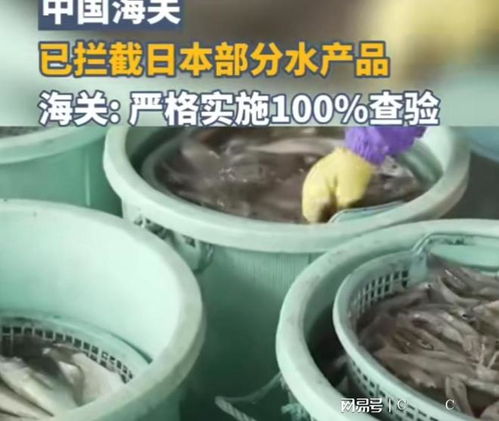 中國海關強化對日本水產品進口監管，日本媒體高度關注農產品安全議題
