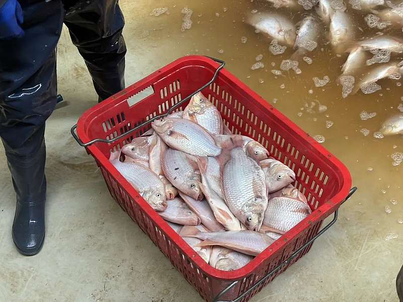 石堡養(yǎng)殖桶激起“致富浪” 新春走基層探訪(fǎng)年年有“魚(yú)”的鄉(xiāng)村振興新圖景