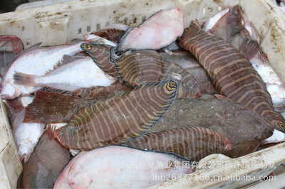 每日鮮貨，海捕直達(dá) 探秘山東鑫發(fā)漁業(yè)集團(tuán)的近海時(shí)令經(jīng)濟(jì)魚(yú)